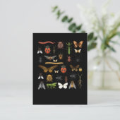 Insect Collectie Natuur Fly Butterfly Moths Briefkaart (Staand voorkant)