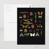 Insect Collectie Natuur Fly Butterfly Moths Briefkaart (Voorkant / Achterkant)