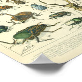  Insect en insecten wetenschappelijk poster (Hoek)