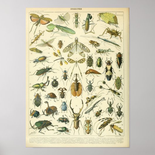  Insect en insecten wetenschappelijk poster (Voorkant)