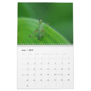 Insect fasceringskalender kalender