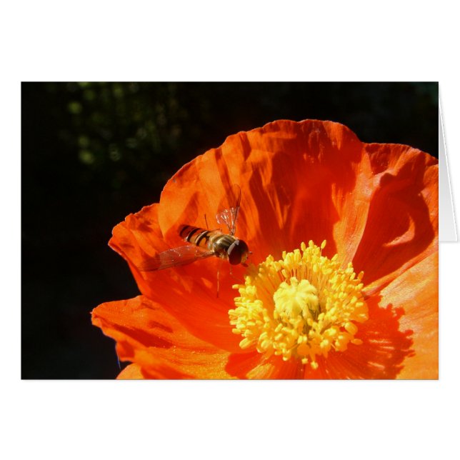 Insect op papavery (Voorkant Horizontaal)