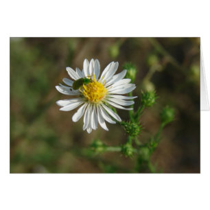 Insect op ventilator