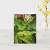 Insecte de Madame sur une carte de voeux de (Fleur jaune)