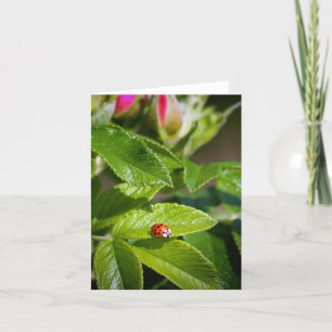 Insecte de Madame sur une carte de voeux de