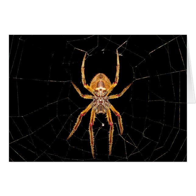 insecte macro araignée colombie (Devant horizontal)