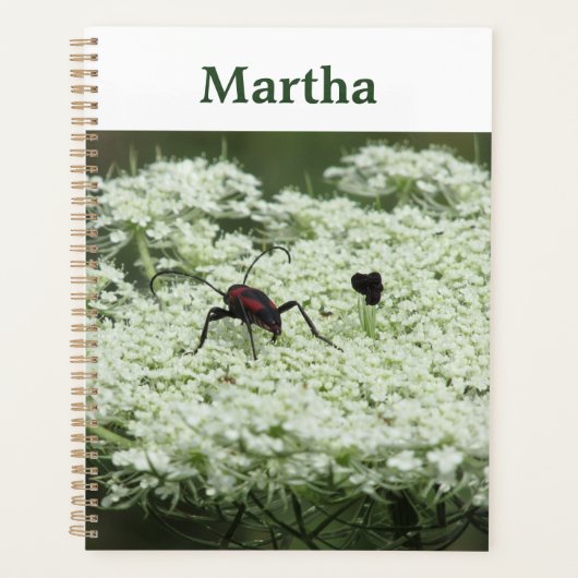 Insecte sur fleurs d'Elderflower (Devant)