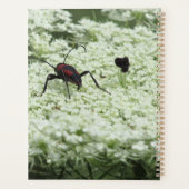 Insecte sur fleurs d'Elderflower (Dos)
