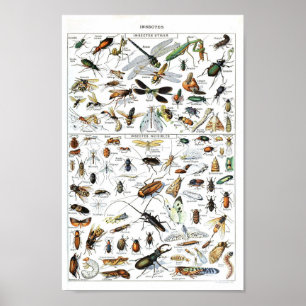 Insecte vintage et affiche scientifique d'insectes