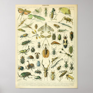 Insecte vintage et affiche scientifique d'insectes