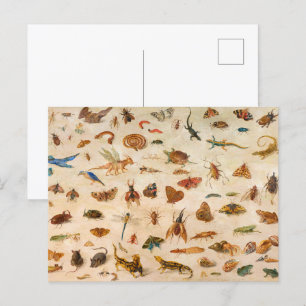 Insecten, amfibieën en schelpen door Jan van Kesse Briefkaart
