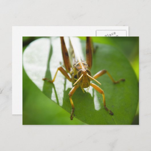 Insecten - briefkaarten (Voorkant / Achterkant)