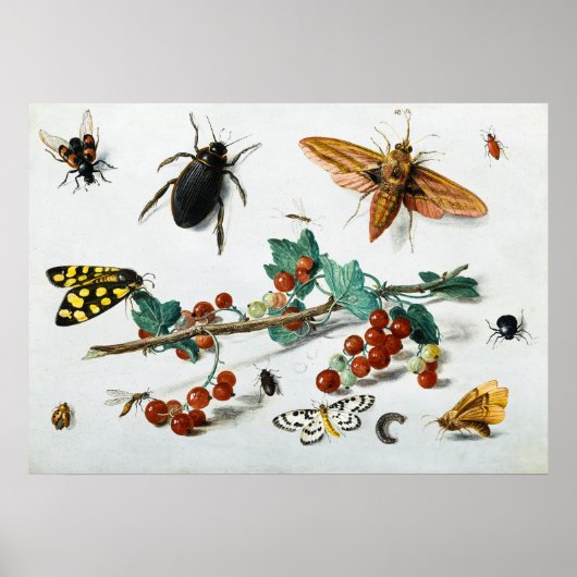 Insecten door Jan van Kessel de Elder Poster (Voorkant)