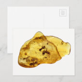 Insecten in amber briefkaart (Voorkant / Achterkant)