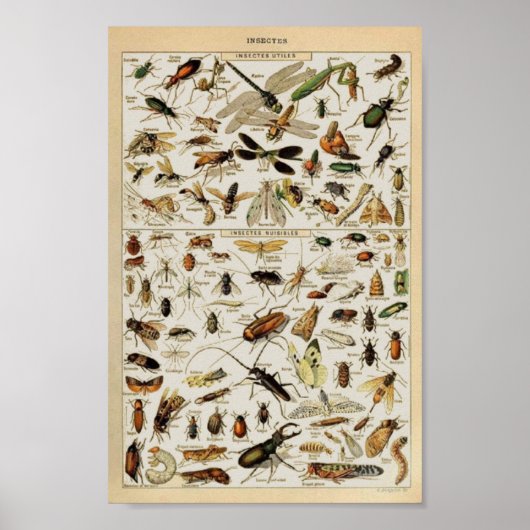 Insecten onderwijs poster (Voorkant)