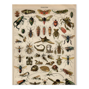 Insecten Perfect Poster
