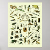  Insecten Poster (Voorkant)