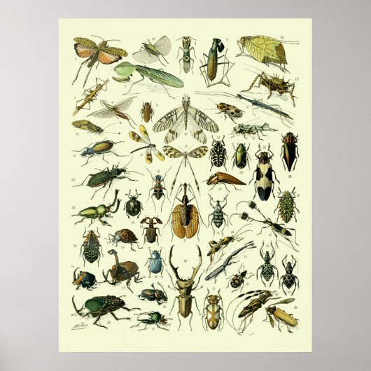  Insecten Poster (Voorkant)