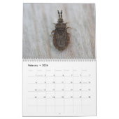 Insecten van de maandelijkse kalender (Feb 2026)