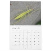 Insecten van de maandelijkse kalender (Jan 2026)