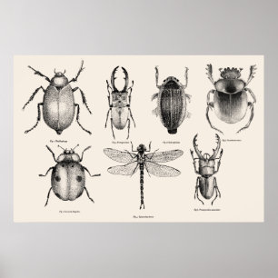 Insectendiagram II Poster