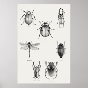 Insectendiagram Poster