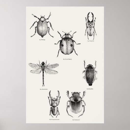 Insectendiagram Poster (Voorkant)
