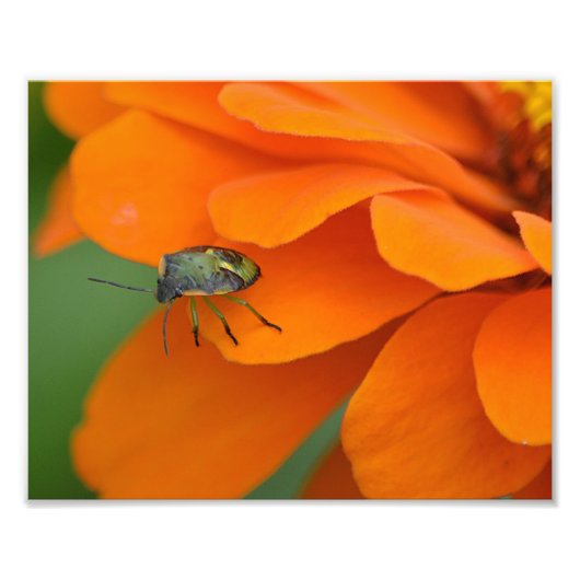 Insecter sur l'impression photo de fleurs (Devant)