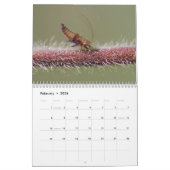 Insectes : Calendrier grand et petit (Feb 2026)