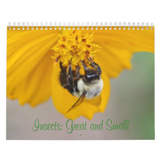 Insectes : Calendrier grand et petit (Protection)
