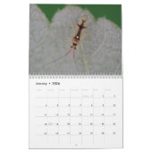 Insectes : Calendrier grand et petit (Jan 2026)