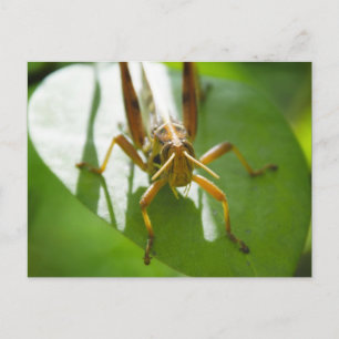 insectes - cartes postales