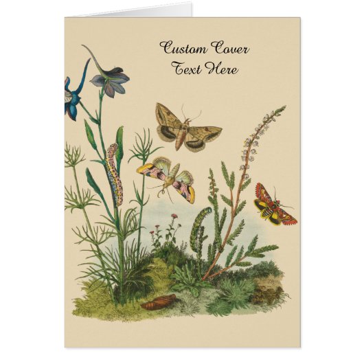 Insectes vintages, Papillons, Caterpillar (Devant)