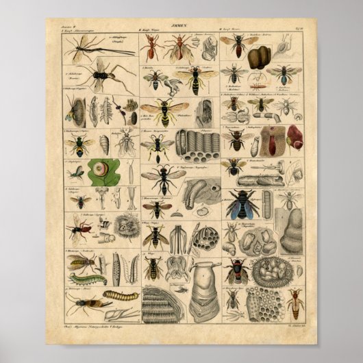  Insectiediagram Poster (Voorkant)