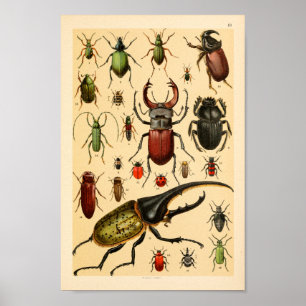 Insects Beetles Collectie Art Print
