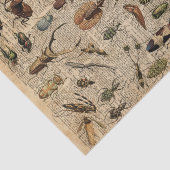 Insects Bugs  Illustration Dictionary Art Tissuepapier (Detail)
