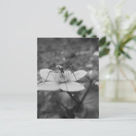 insektschwarzweiß briefkaart (Staand voorkant)