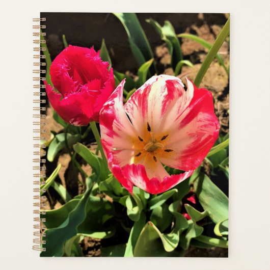 Inside a Pink et White Tulip (Devant)