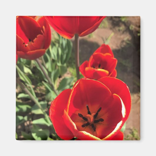 Inside Red Tulips Magneet (Voorkant)