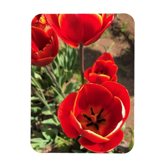 Inside Red Tulips Magneet (Verticaal)