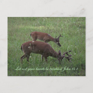 Inspiratie Schrift briefkaart herten Cades Cove