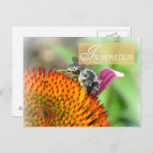 Inspiration Echinacea et carte postale d'abeille (Devant / Derrière)