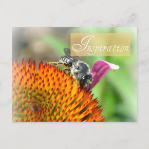 Inspiration Echinacea et carte postale d'abeille