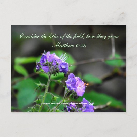 Inspiration scriptureflower carte postale sauvage (Devant)
