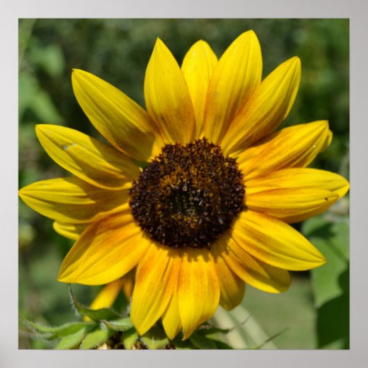 Inspirer Joy Sunflower Poster (Devant)
