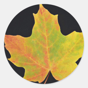 Inspirerend Suiker esdoorn geel blad Ronde Sticker