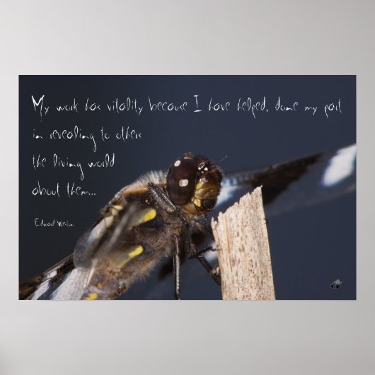 Inspiring Dragonfly Poster (Devant)