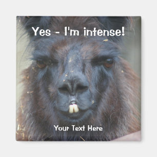 Intens zwart lama grappige dier magneet