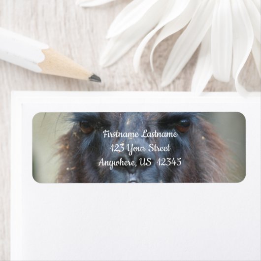 Intense Black Llama Boerderij Dieradres Etiket (Insitu)