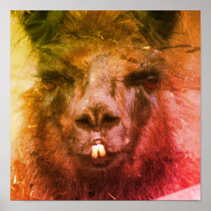 Intense Black Llama Face Sluiten Abstract Poster